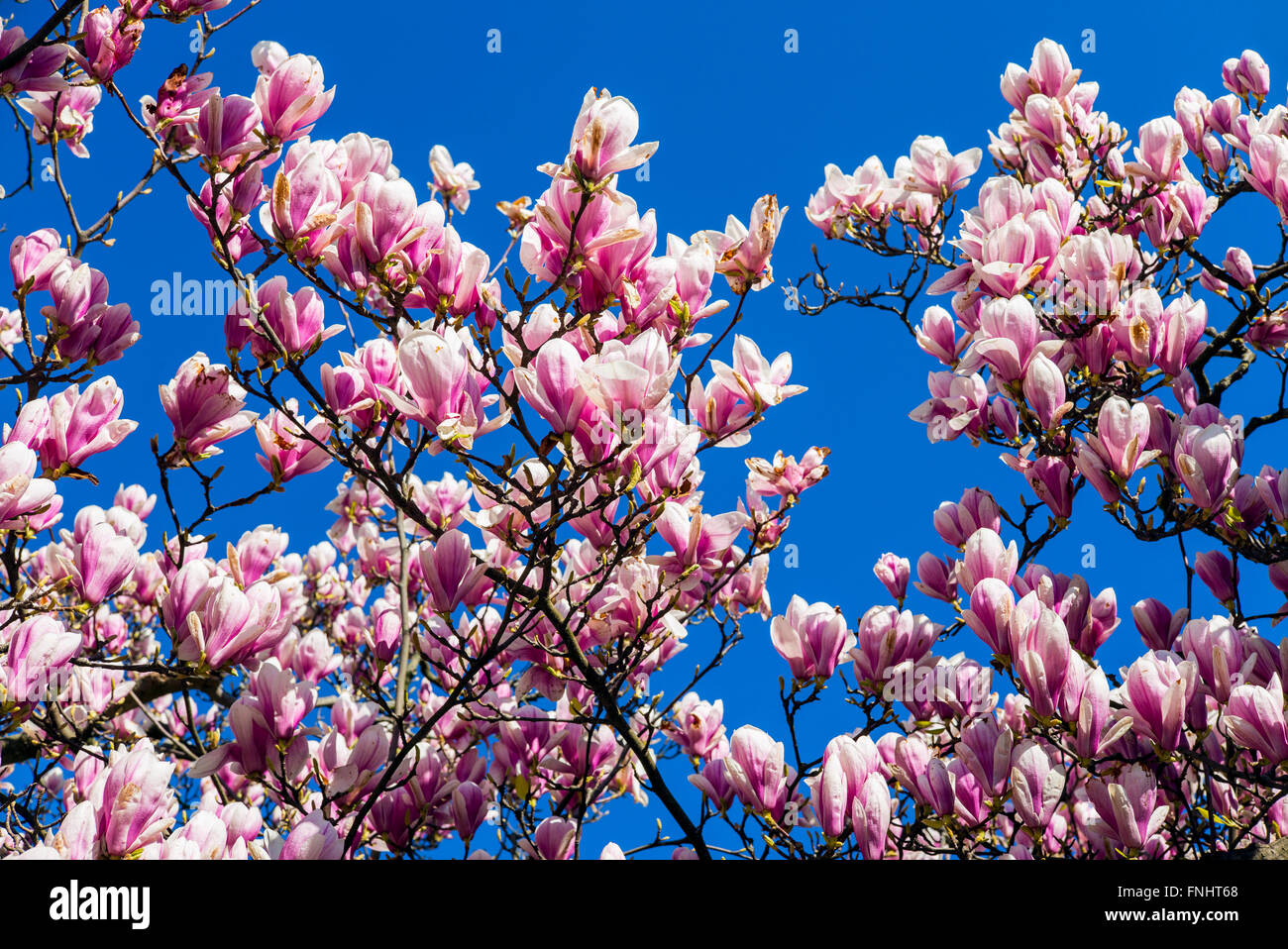 Fioritura albero di magnolia, molla, Alsazia, Francia, Europa Foto Stock
