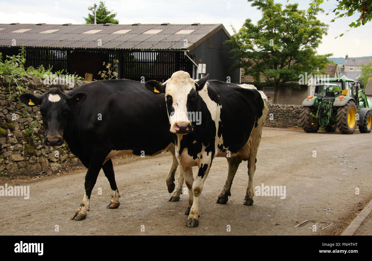 Una mandria di mucche da latte emerge su un vicolo del paese dopo la mungitura presso un agriturismo nel Parco Nazionale di Peak District, England Regno Unito Foto Stock