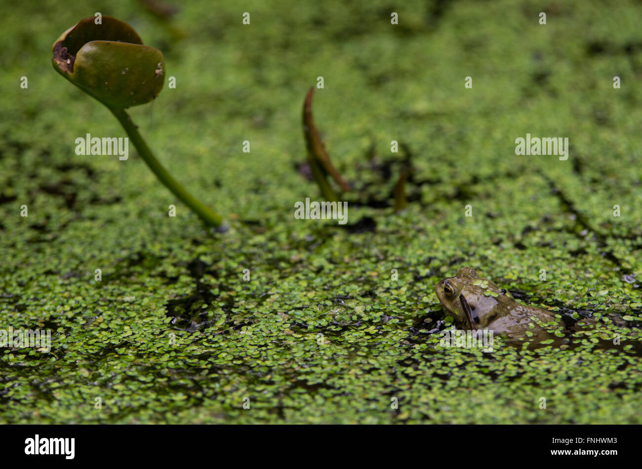 Rospi in uno stagno in accoppiamento stagione nuoto con foglie sulle loro teste e il sole sulla vegetazione Foto Stock