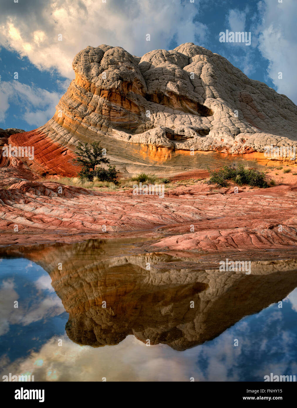 Tasca bianco con acqua di pioggia piscine. Vermilion Cliffs National Monument, Arizona Foto Stock