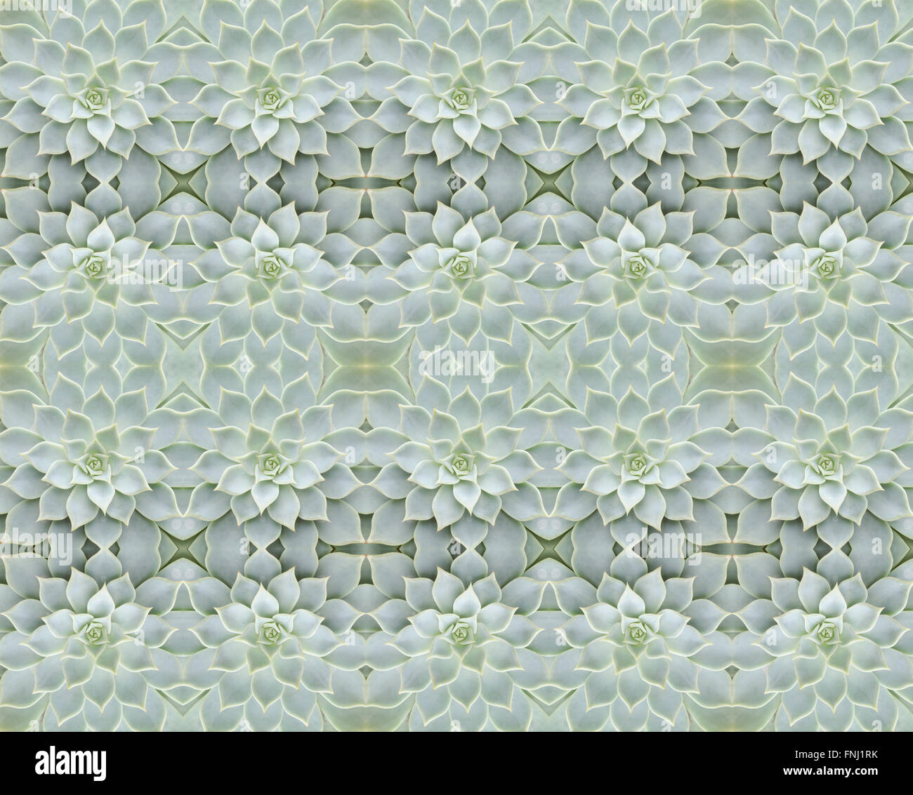 Piante succulente pattern seamless sfondo Foto Stock