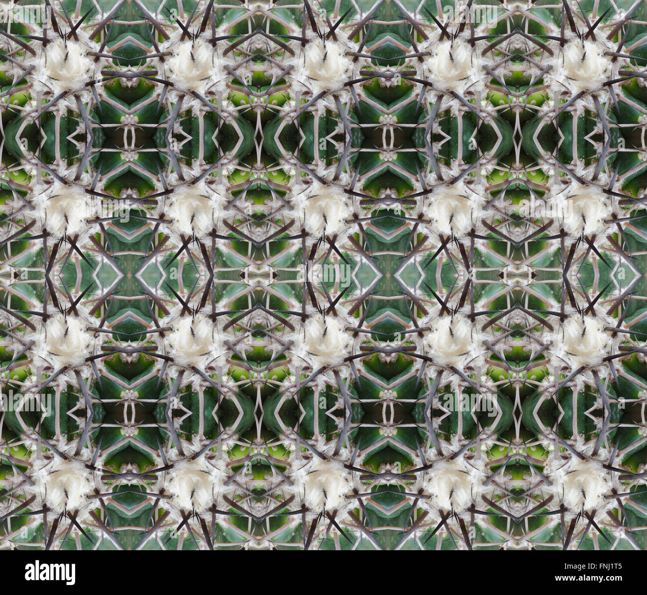 Piante succulente pattern seamless sfondo Foto Stock