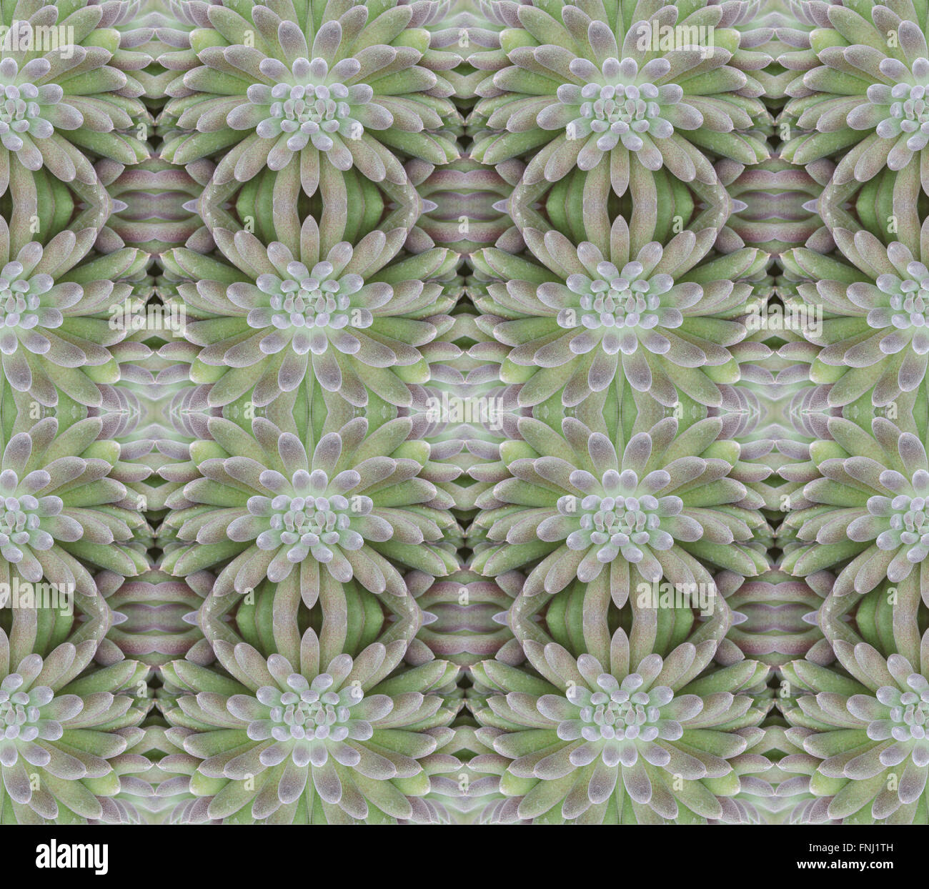 Piante succulente pattern seamless sfondo Foto Stock