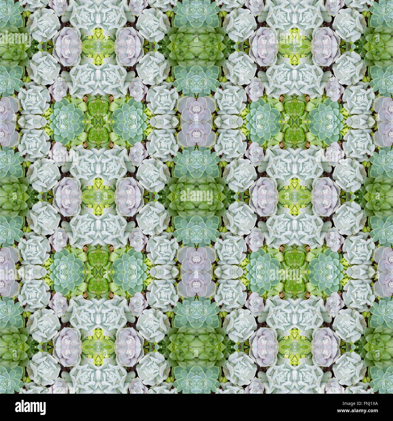 Piante succulente pattern seamless sfondo Foto Stock