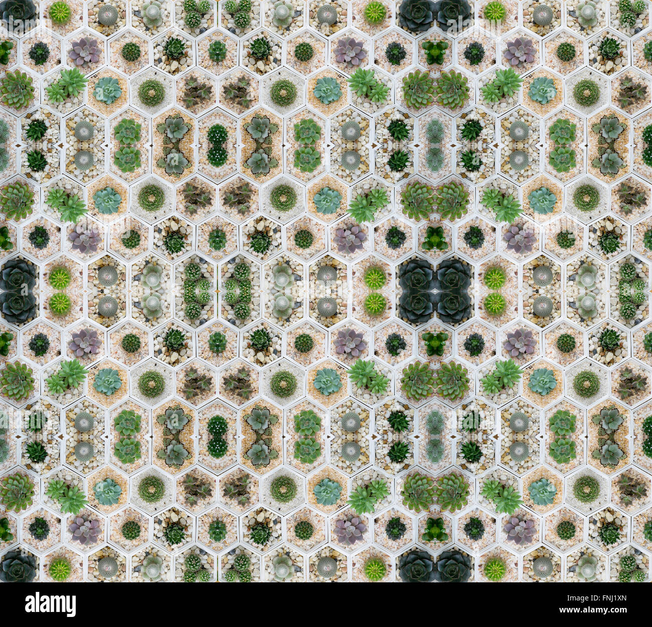 Piante succulente in pentola senza soluzione di continuità sullo sfondo del modello Foto Stock