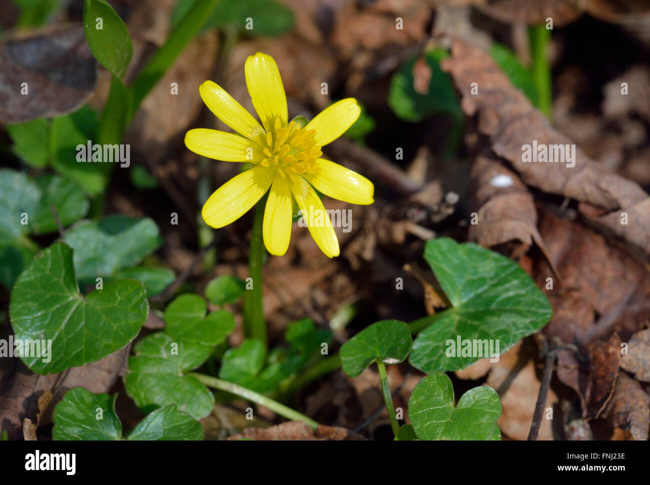 Lesser Celandine - Ranunculus ficaria inizio fiore di primavera in habitat Foto Stock