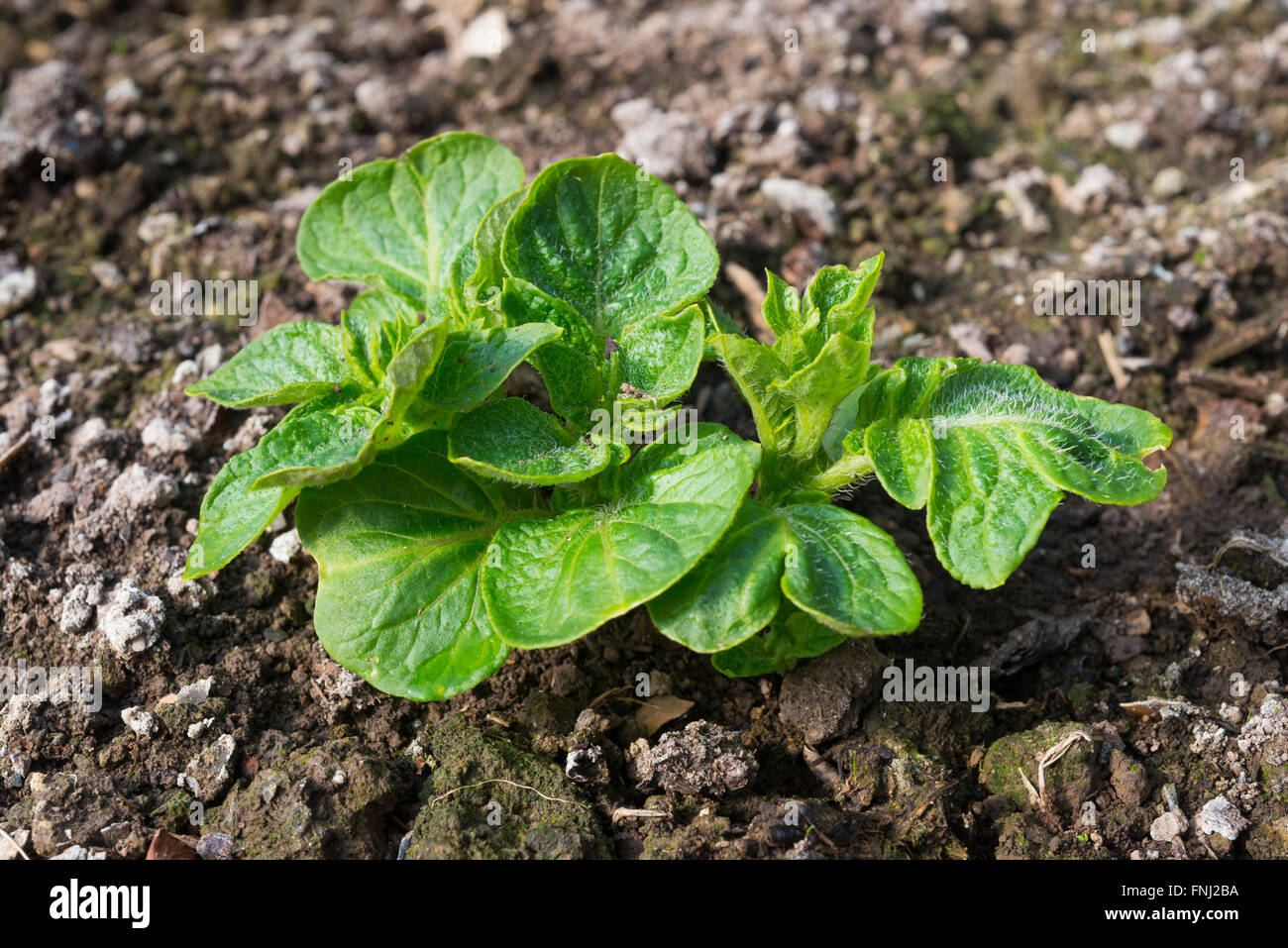 Due settimana vecchia nuova pianta di patata che cresce in un polytunnel Foto Stock