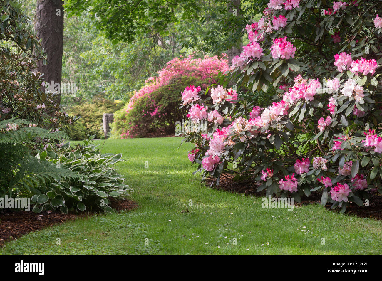 La luce del sole evidenzia rododendri su un prato ombreggiato in questo bellissimo 80 acri di parco riempito con piante autoctone in Eugene Oregon. Foto Stock