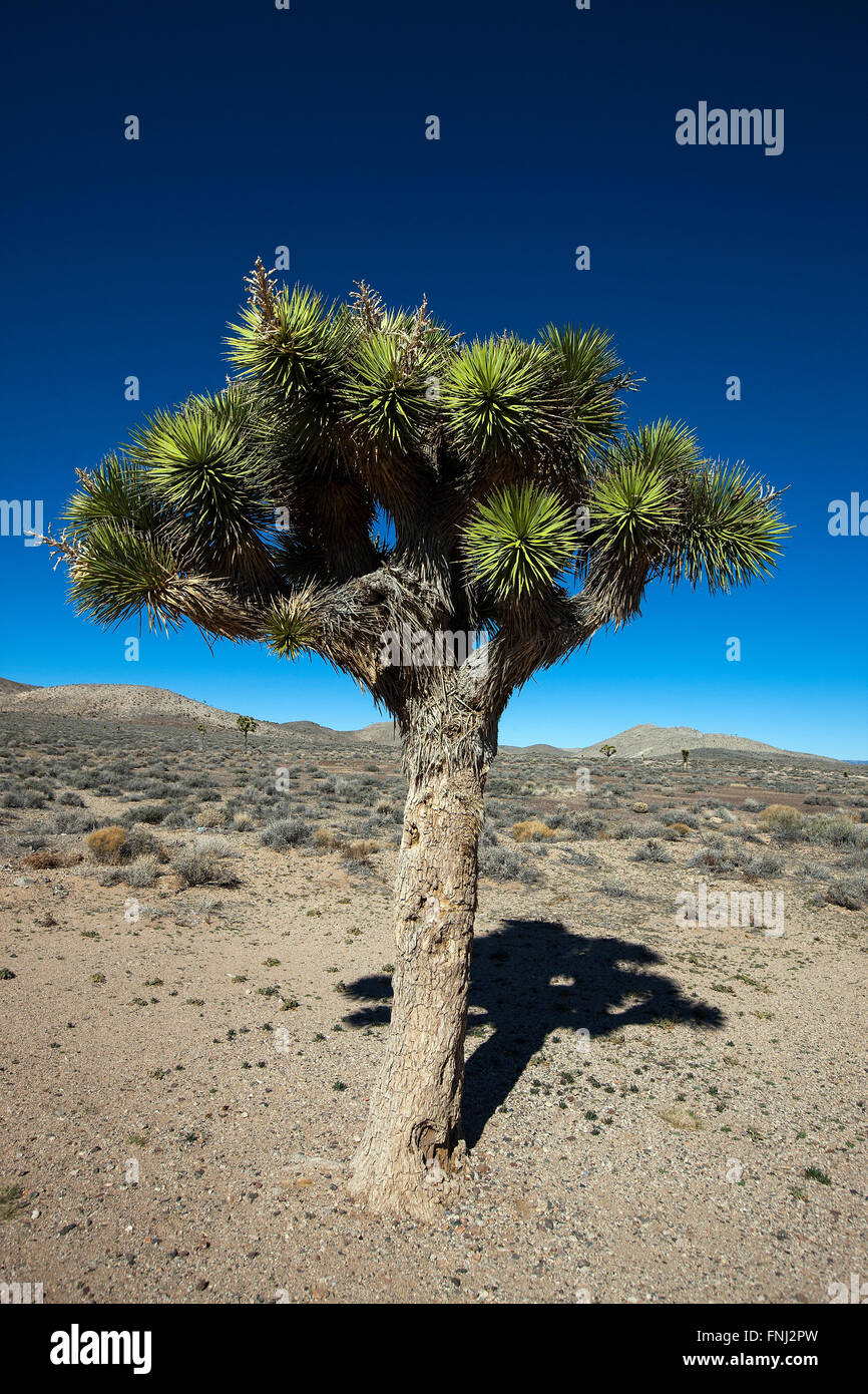 Joshua Tree (Yucca brevifolia), il Parco Nazionale della Valle della Morte, California, Stati Uniti d'America Foto Stock