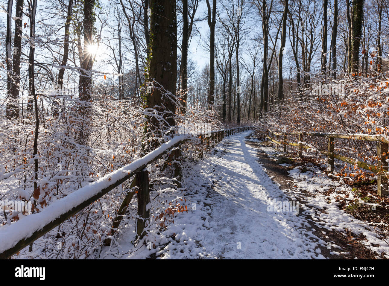 Modo attraverso la foresta, CON SEDE IN HEMER, regione di Sauerland, Renania settentrionale-Vestfalia, Germania, Europa Foto Stock