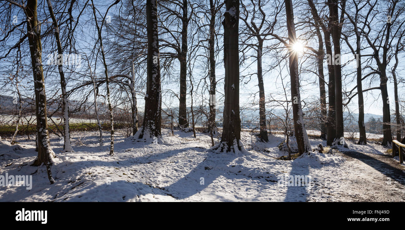 La luce del sole nella foresta, CON SEDE IN HEMER, regione di Sauerland, Renania settentrionale-Vestfalia, Germania, Europa Foto Stock