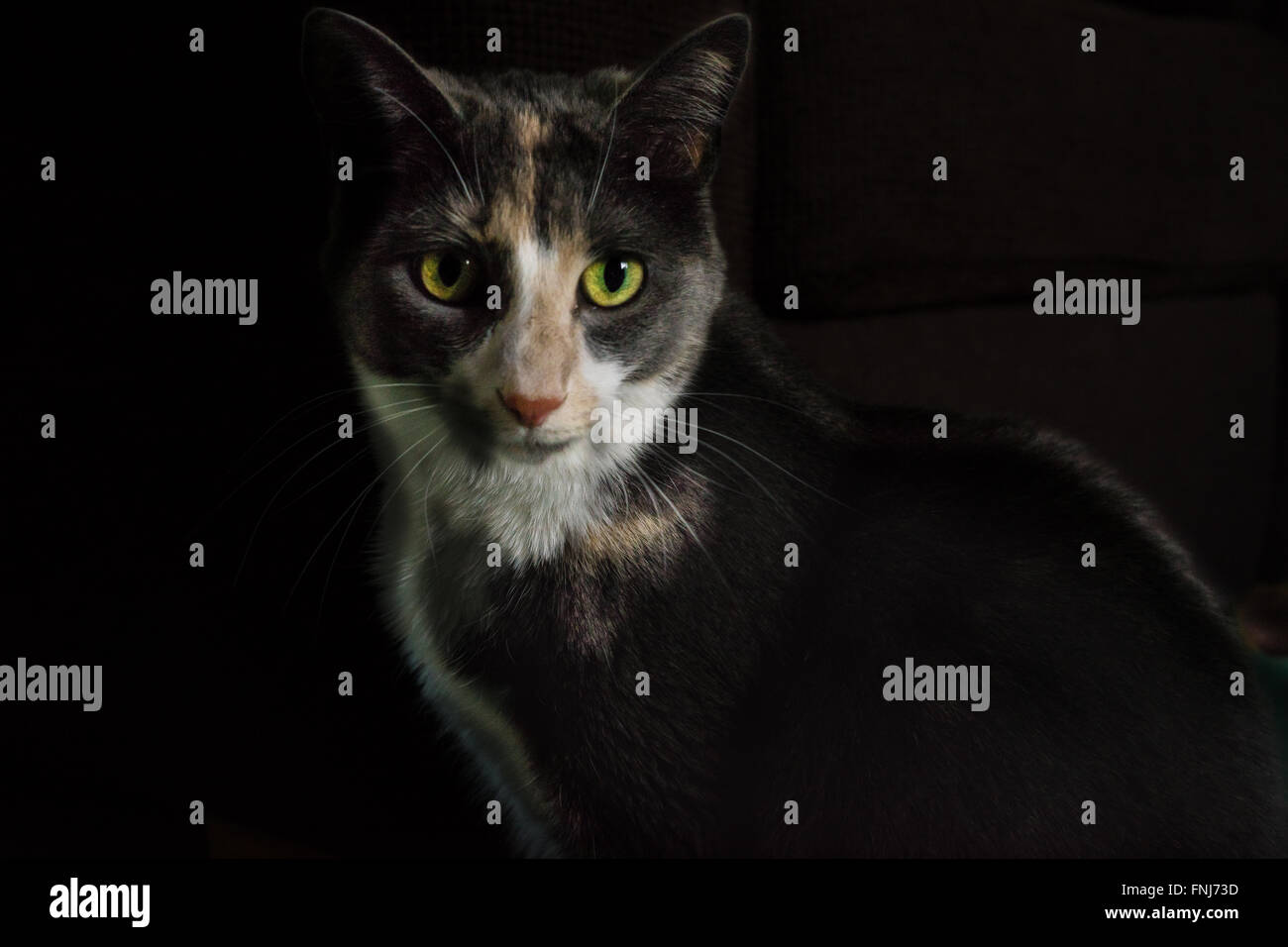 Pretty cat staring dritto con occhi dorati che lo rende un purrfect pet ritratto con sfondo nero Foto Stock