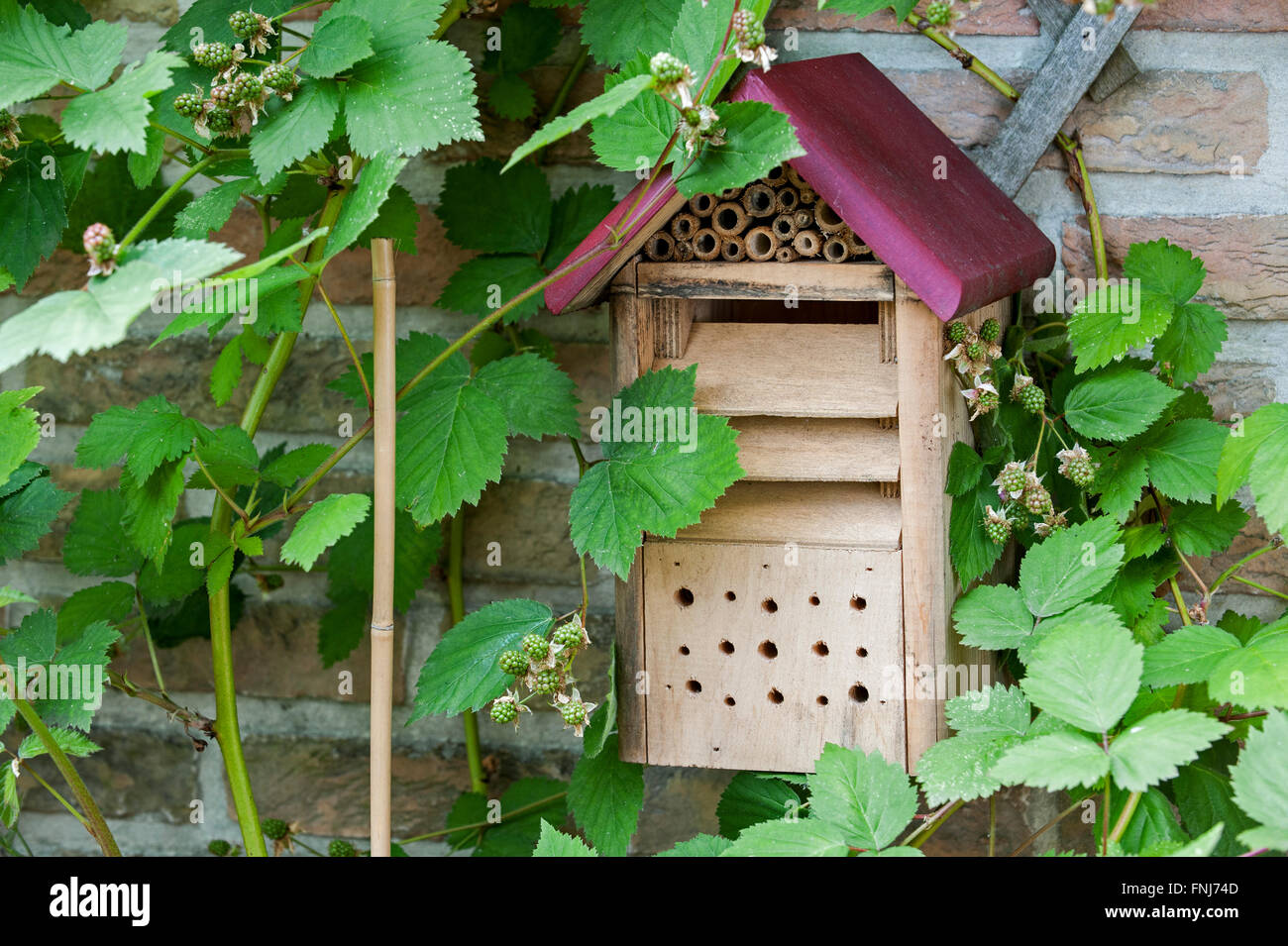 Hotel di insetto / ape solitaria Casa Coccinella e green lacewing (Chrysopidae) scatola di nidificazione in blackberry bush nel giardino Foto Stock