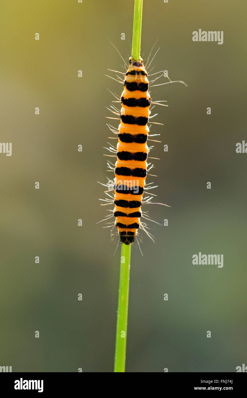 Caterpillar di cinabro tarma (Tyria jacobaeae / Phalaena jacobaeae) alimentazione su erba tossica (Jacobaea vulgaris / Senecio jacobaea) Foto Stock