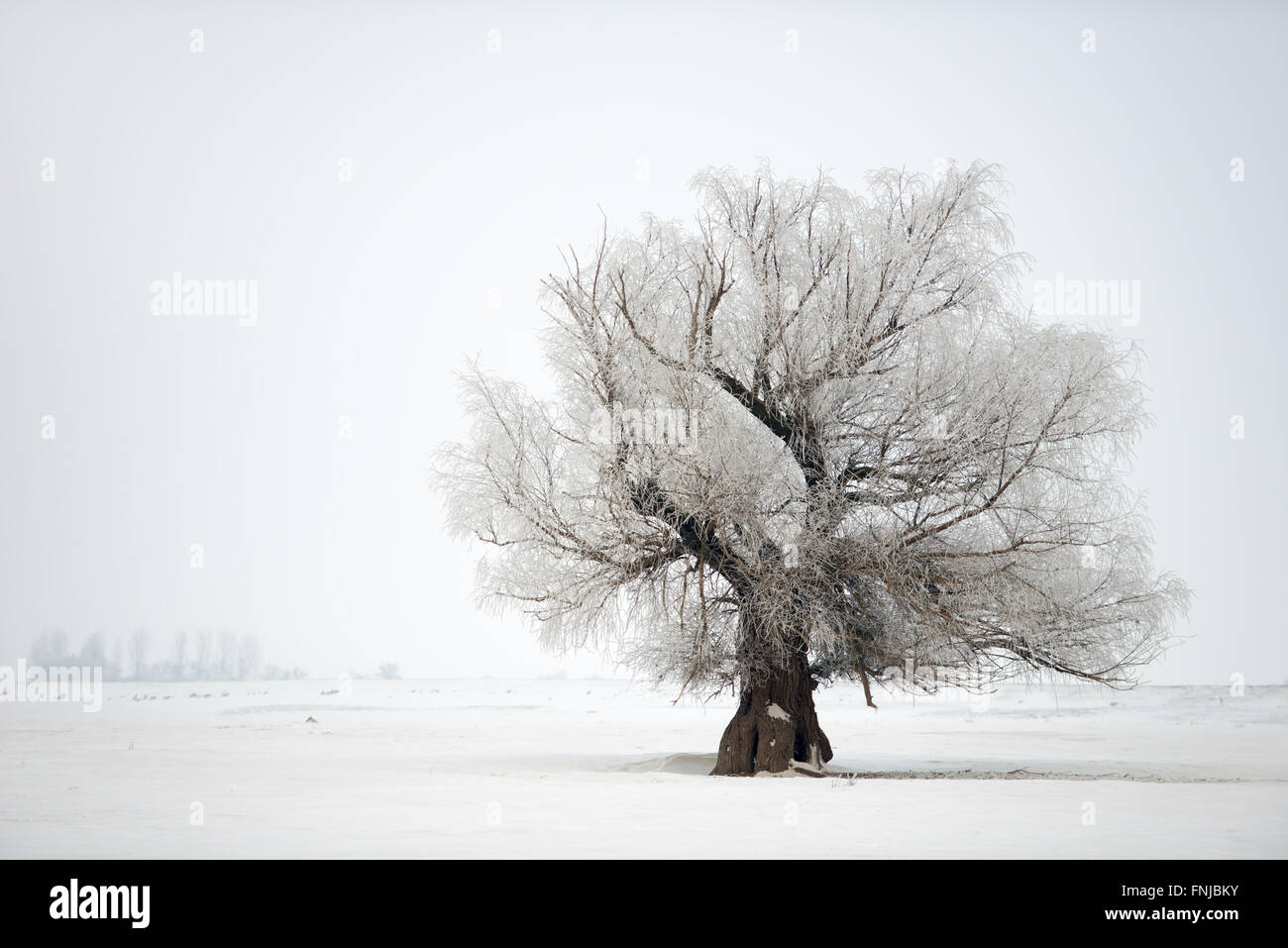 Splendido Oak tree inverno sul tempo di inverno Foto Stock