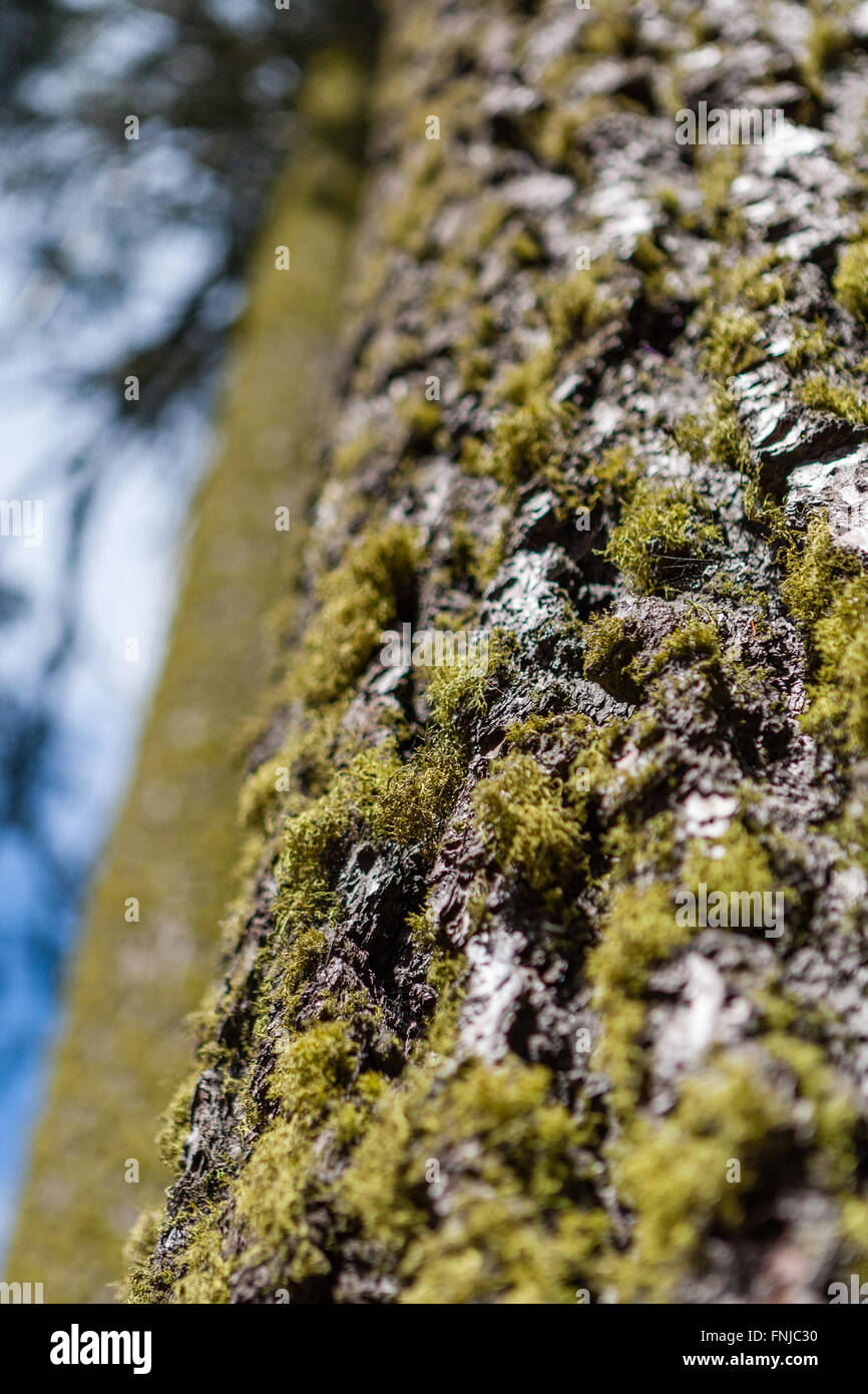 Tronco di albero con i muschi e licheni ad albero, nel Parco Nazionale di Sequoia, California, Stati Uniti d'America. Foto Stock