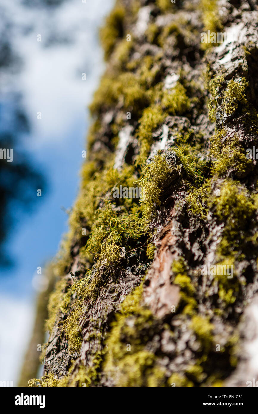 Tronco di albero con i muschi e licheni ad albero, nel Parco Nazionale di Sequoia, California, Stati Uniti d'America. Foto Stock