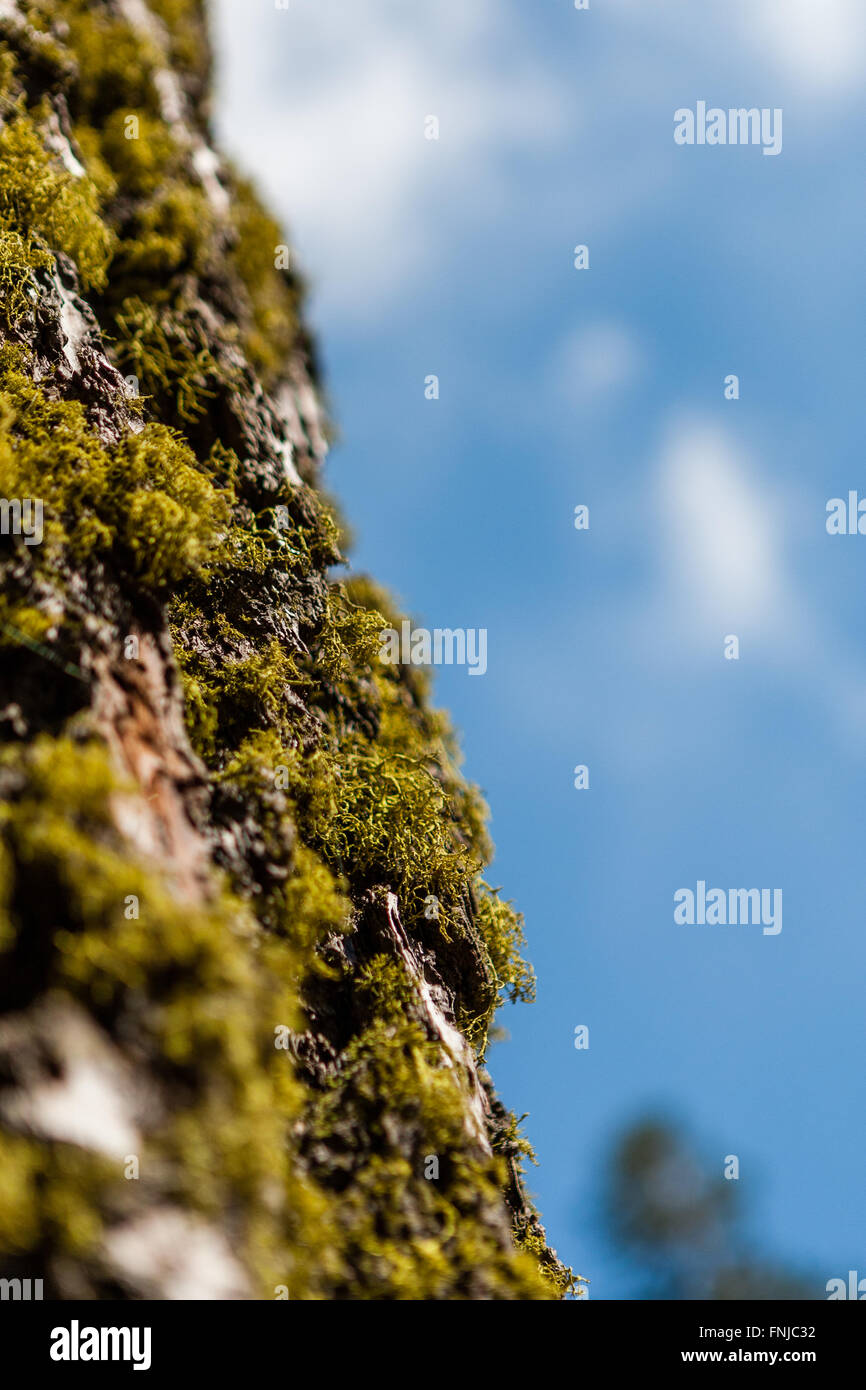 Tronco di albero con i muschi e licheni ad albero, nel Parco Nazionale di Sequoia, California, Stati Uniti d'America. Foto Stock