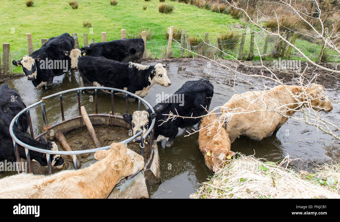 Piccola mandria di mucche trascurati i bovini sono il torace profondo nelle loro feci Foto Stock