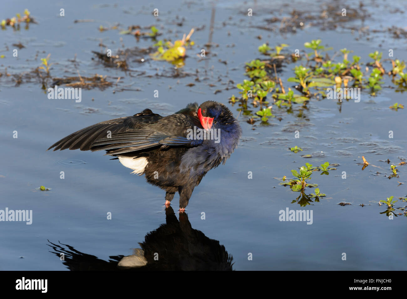 Pollo Sultano o Purple Swamphen (Porphyrio porphyrio), Mamukala Wetlands, Parco Nazionale Kakadu, Northern Territory, Australi Foto Stock