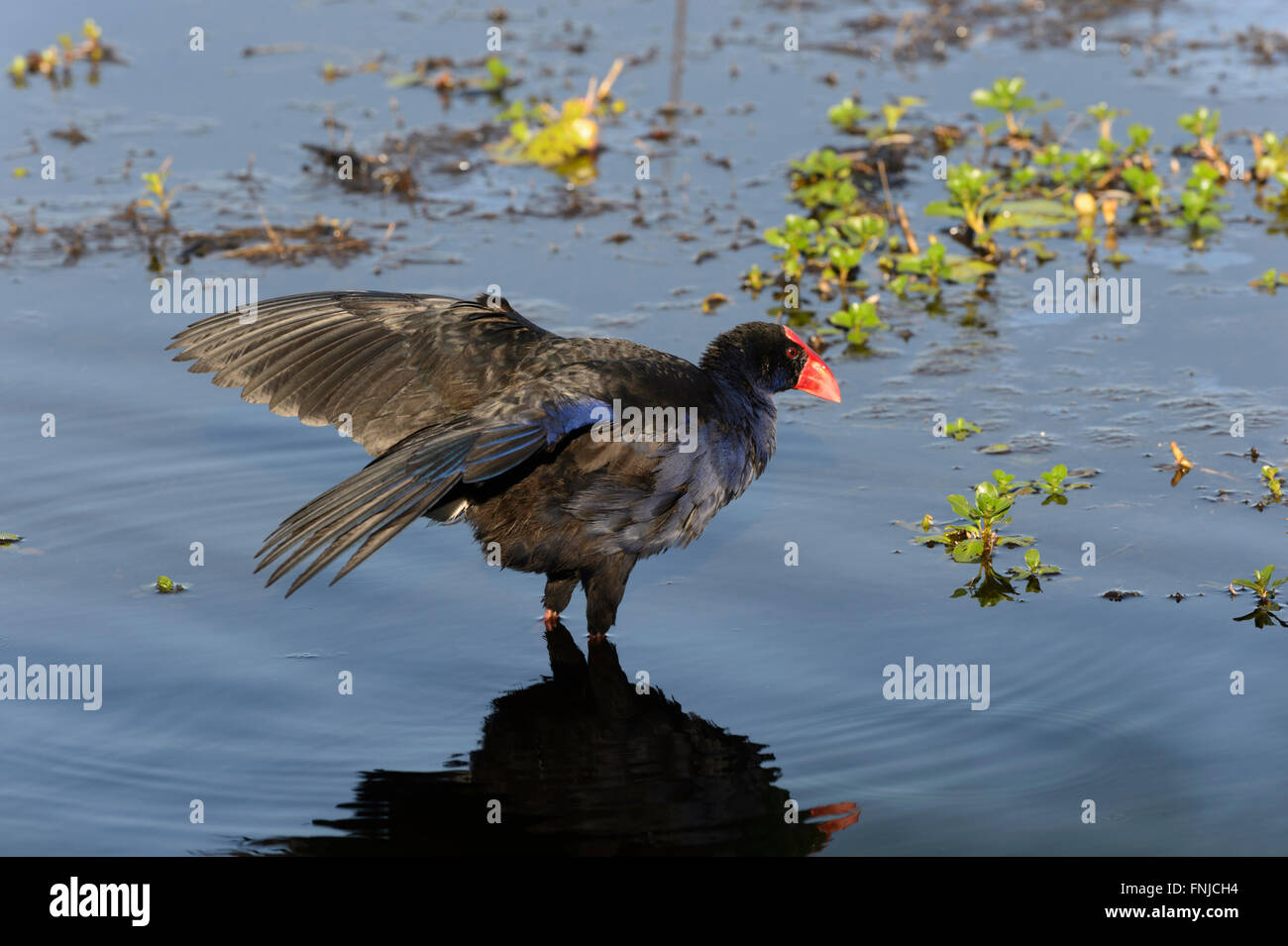 Pollo Sultano o Purple Swamphen (Porphyrio porphyrio), Mamukala Wetlands, Parco Nazionale Kakadu, Northern Territory, Australi Foto Stock