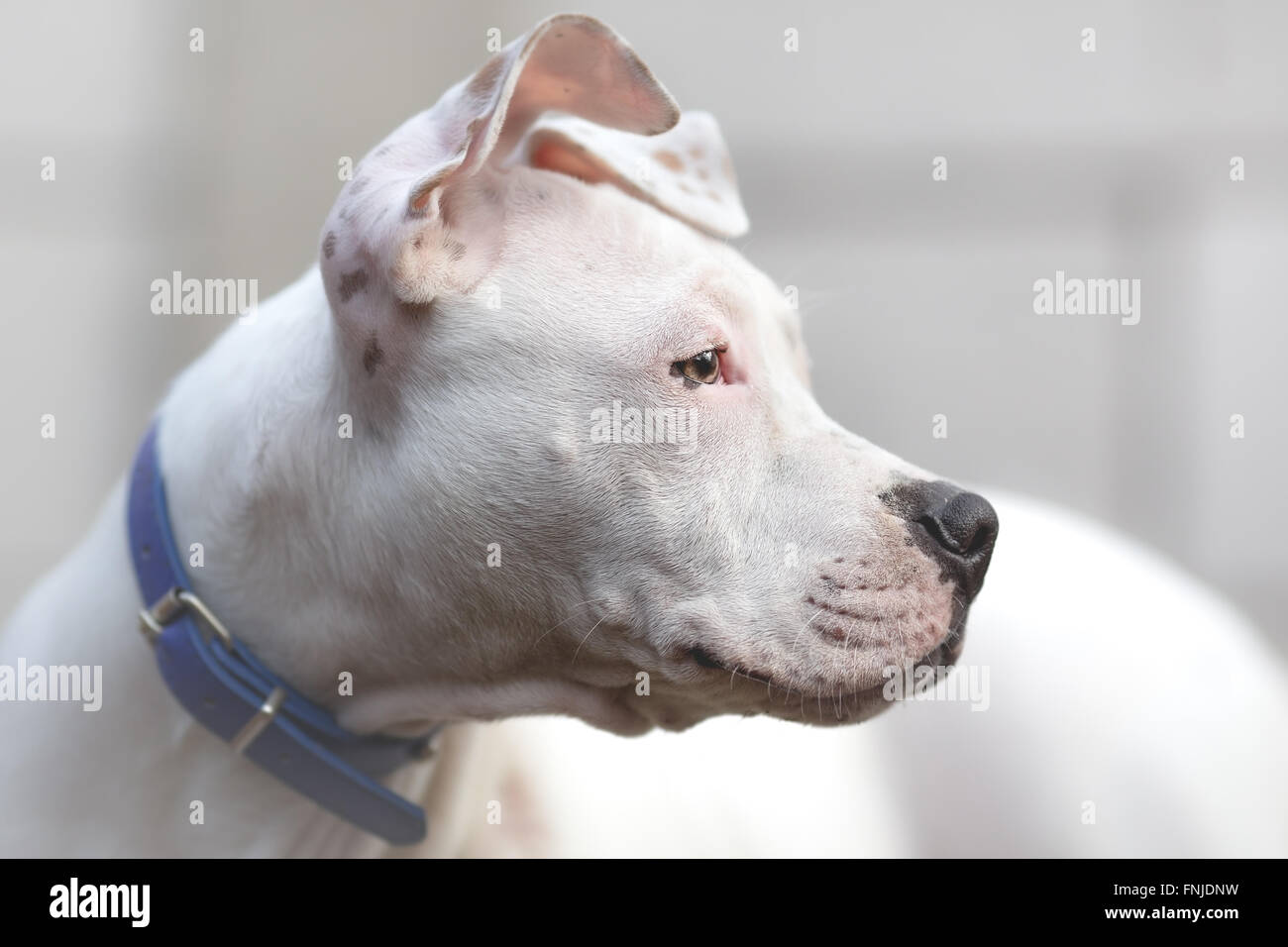 American Staffordshire Terrier giovane cane Foto Stock