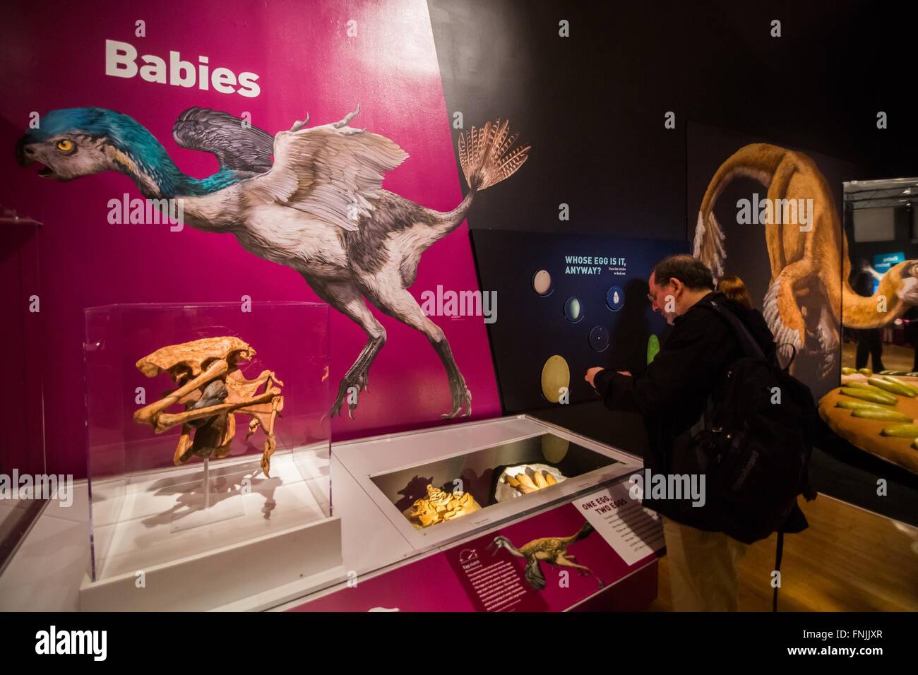 (160315) -- NEW YORK, 15 marzo 2016 (Xinhua) -- Un visitatore guarda fossili di dinosauro durante il 'Dinosaurs fra noi mostra al Museo Americano di Storia Naturale di New York, Stati Uniti, 15 marzo 2016. Il Museo Americano di Storia Naturale, il nuovo quartiere fieristico 'Dinosaurs tra di noi" sarà aperta al pubblico dal 21 marzo 2016 al 2 gennaio 2017. La mostra illustra il collegamento evolutivo tra dinosauri e uccelli moderna attraverso raramente visto fossili e la vita come modelli di selvaggina di penna di dinosauri e uccelli primitivi, molte delle quali sono state scoperte nella provincia di Liaoning in Cina. (Xinhua/Li C Foto Stock
