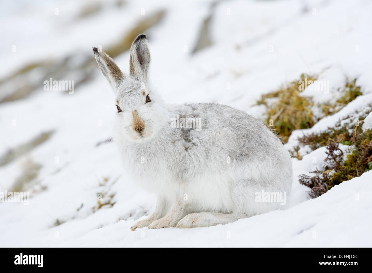 Un avviso la lepre bianca della neve, Inverness-Shire, Scozia, marzo 2016. Foto Stock