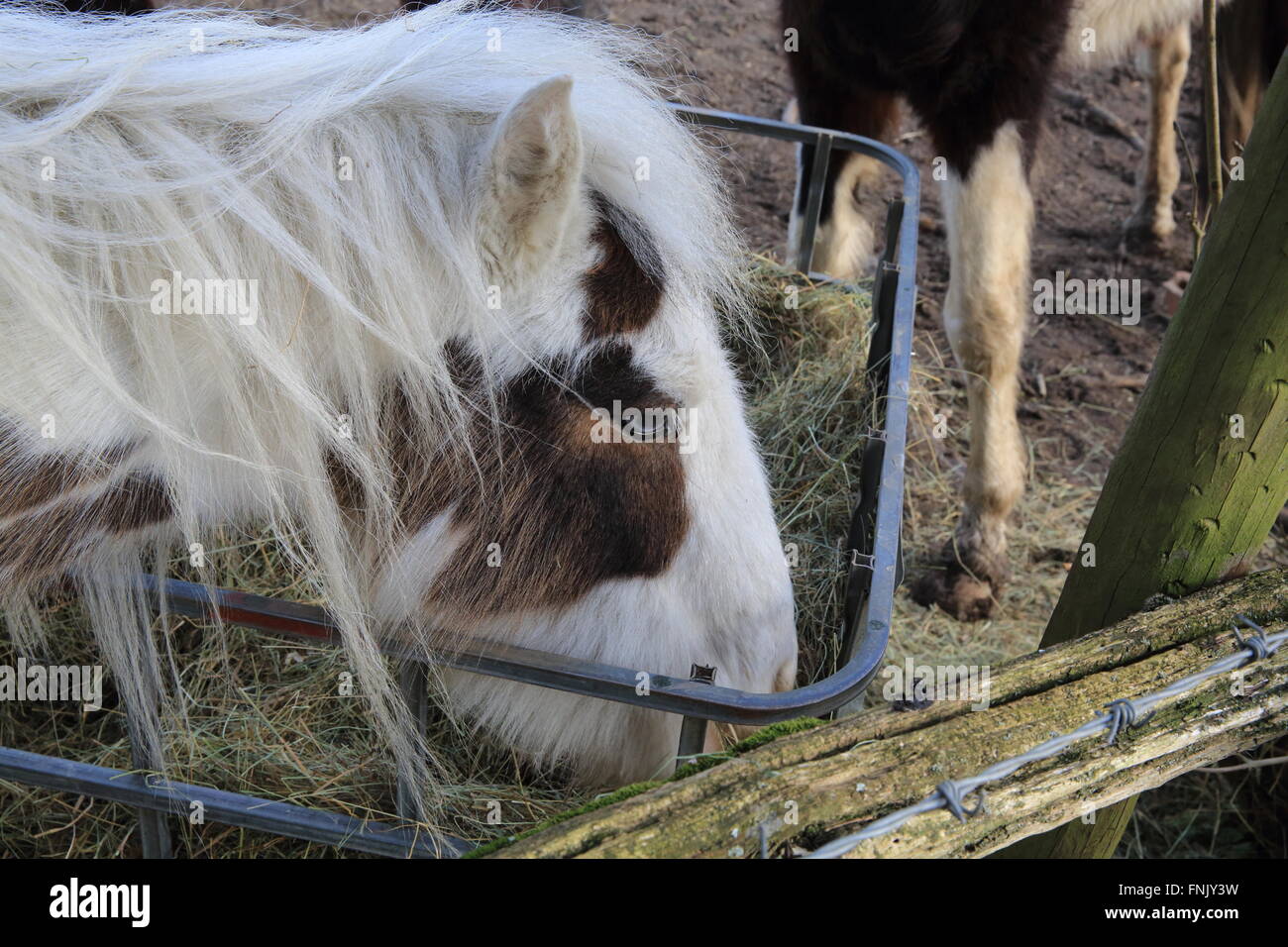 Pony mangiare è inverno feed su Ashford Warren Riserva Naturale, nel Kent, England, Regno Unito Foto Stock