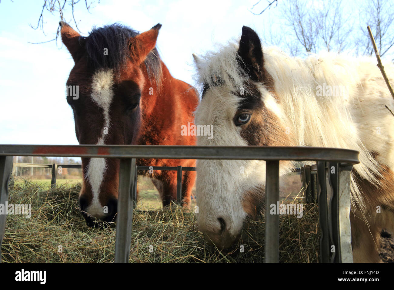 Pony di mangiare il loro inverno feed su Ashford Warren Riserva Naturale, nel Kent, England, Regno Unito Foto Stock