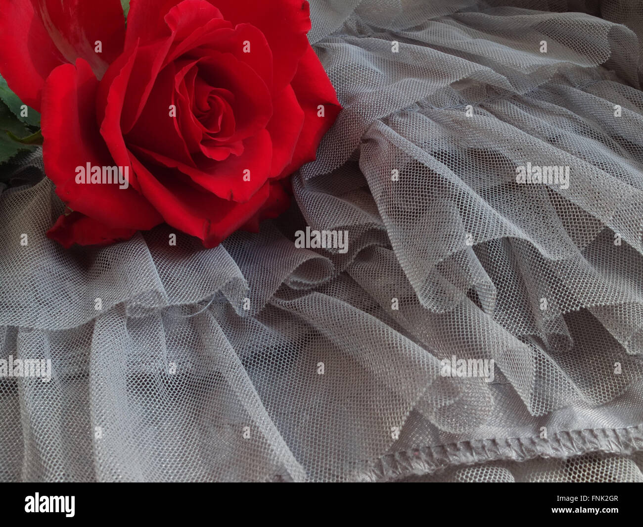 Red Rose su grigio tutu Foto Stock