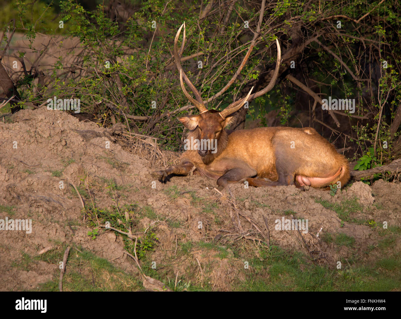 Adulto Barasingha o cervo di palude rilassante Foto Stock