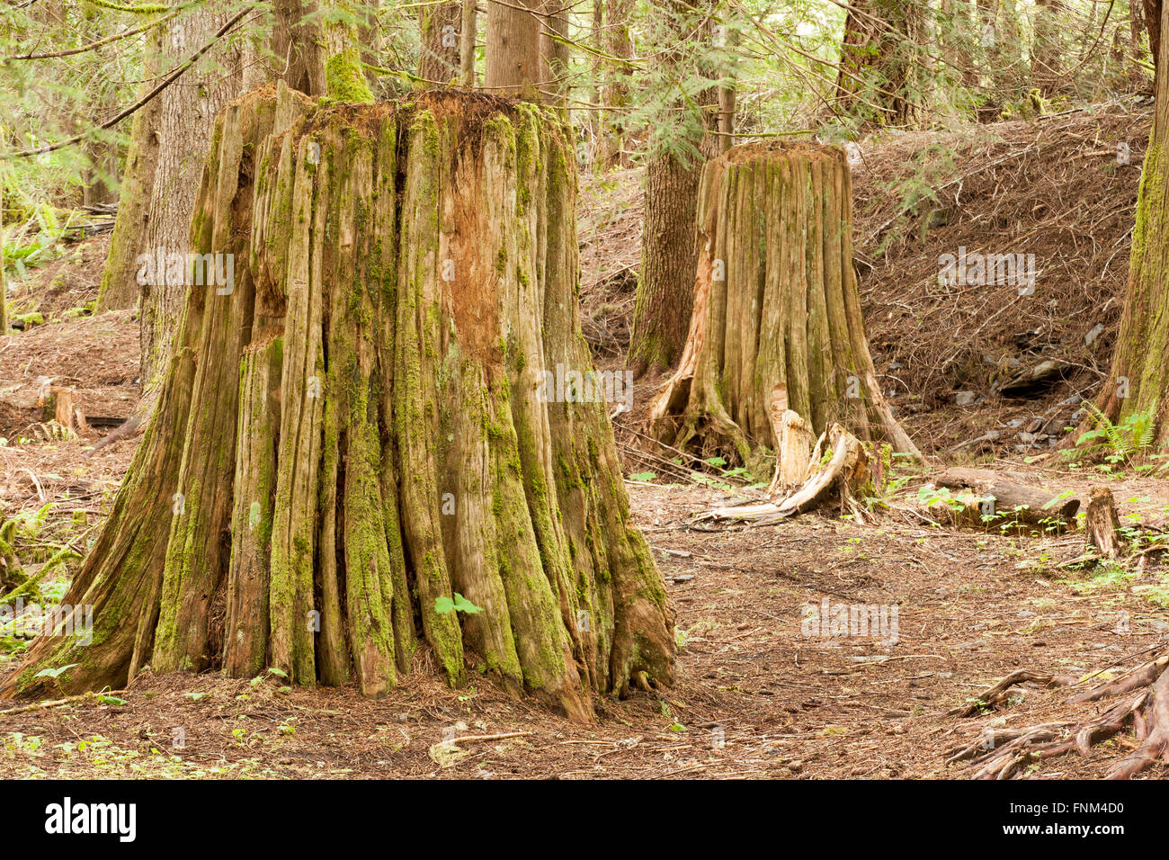 Grandi e vecchi alberi di crescita Foto Stock