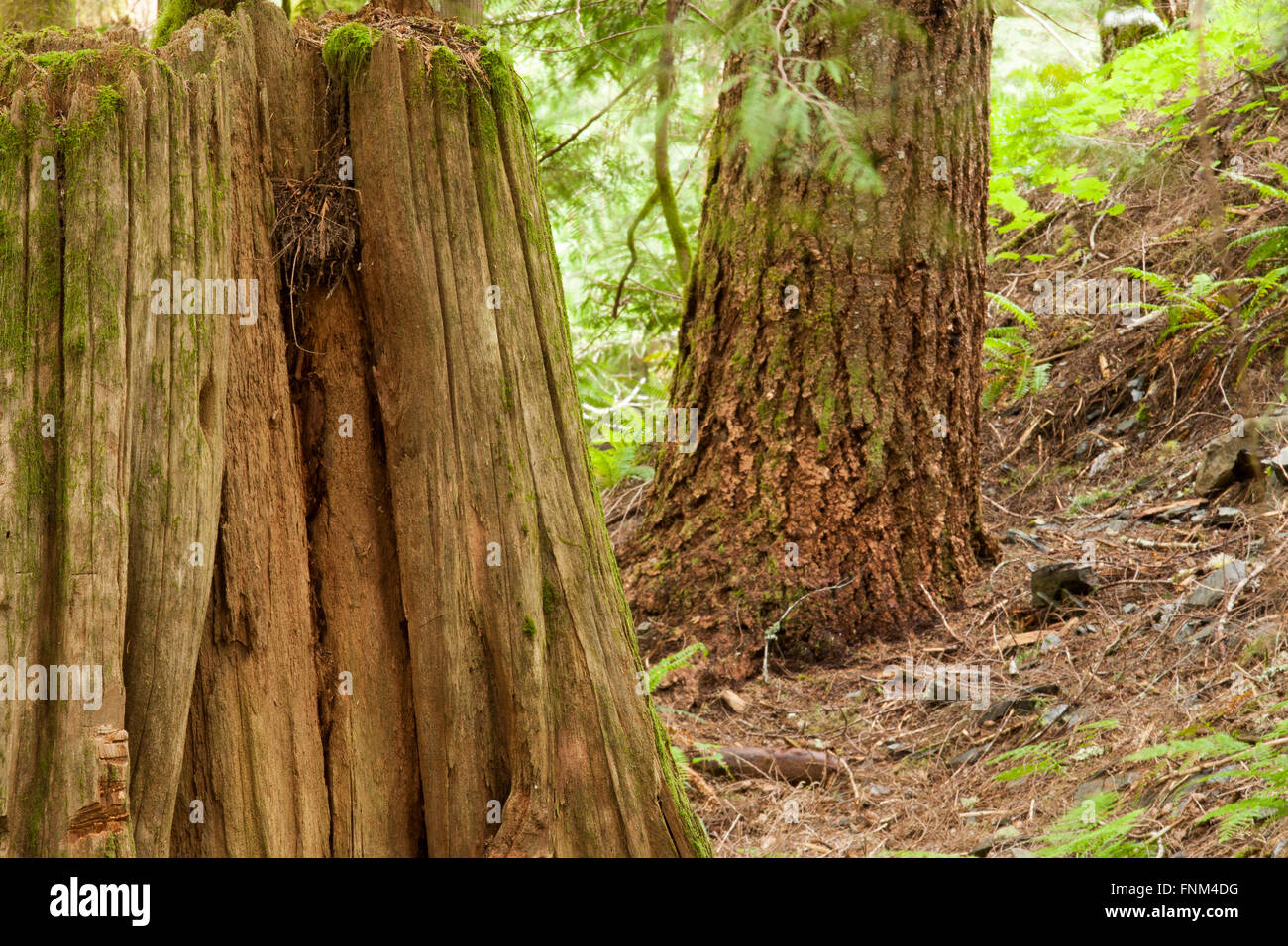 Grandi e vecchi alberi di crescita Foto Stock