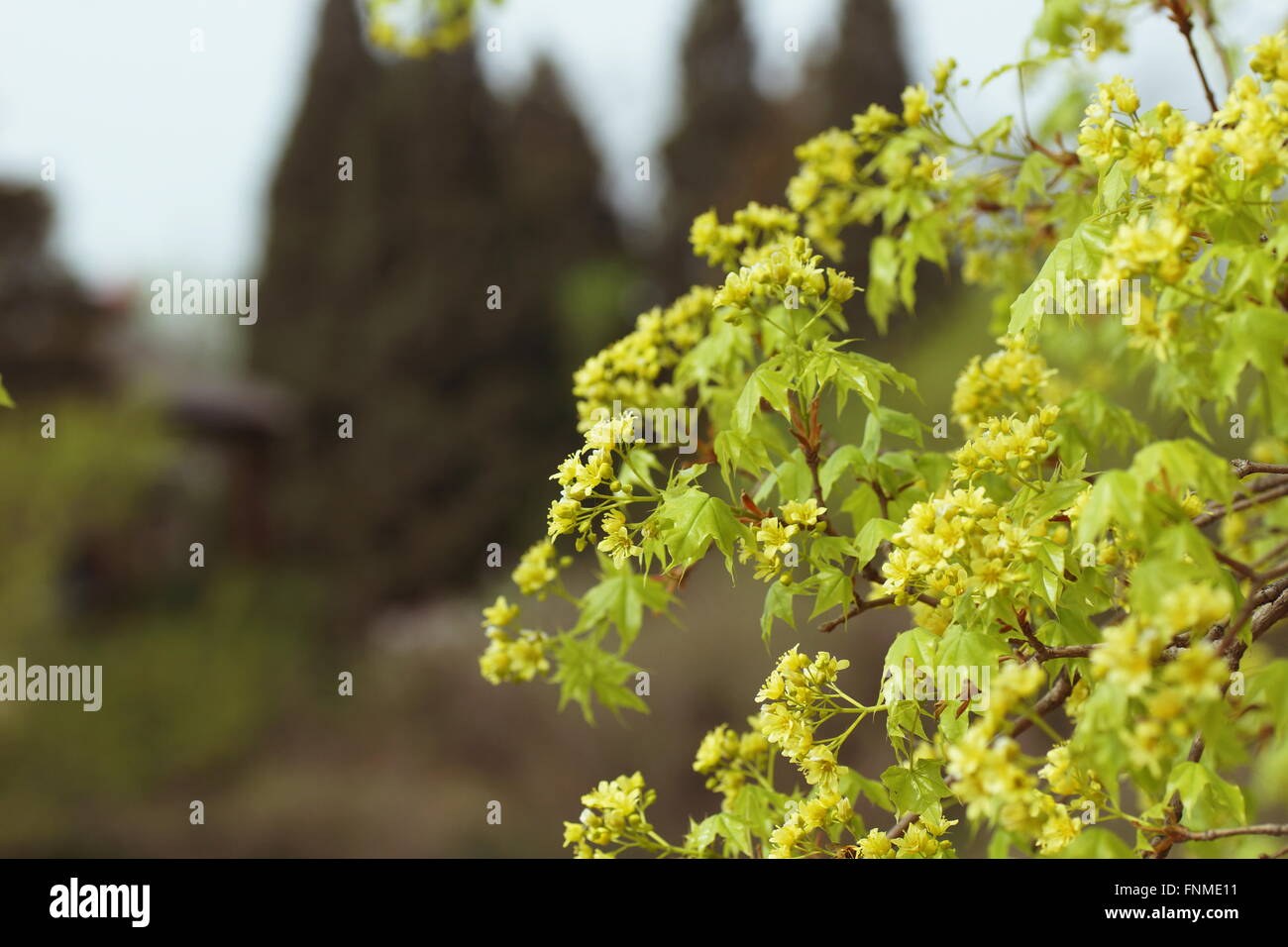Albero di acero fioritura in primavera. Foto Stock
