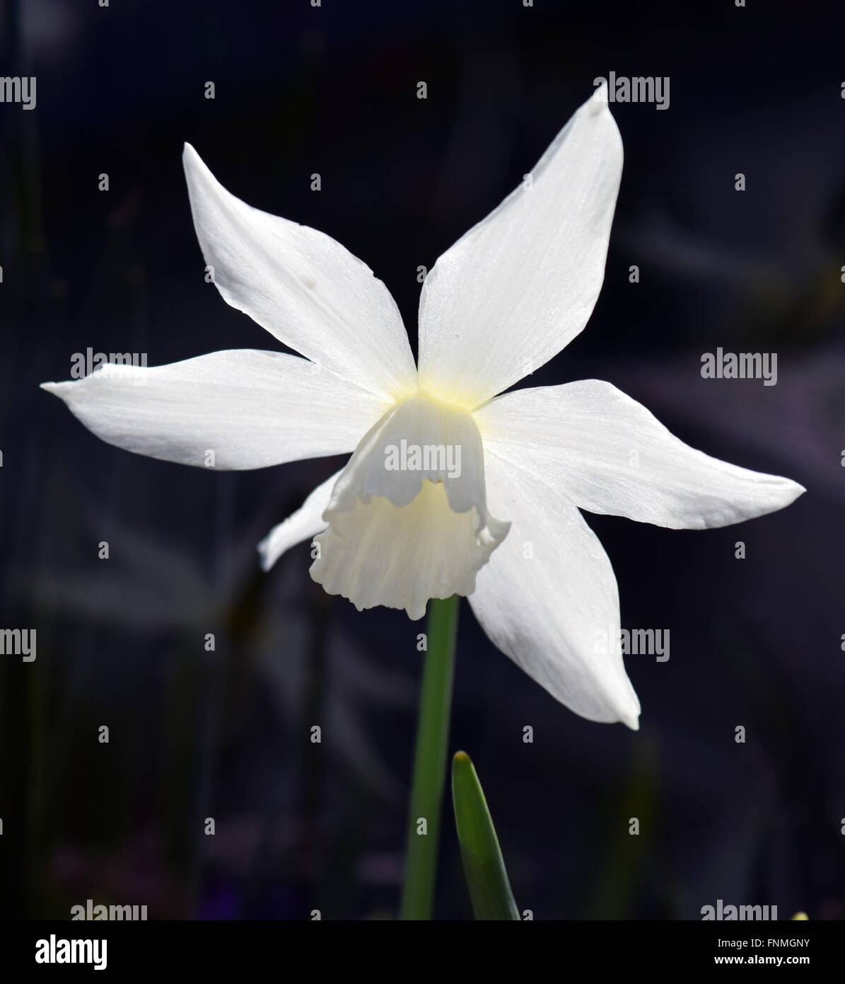 White daffodil, retroilluminato su sfondo scuro Foto Stock