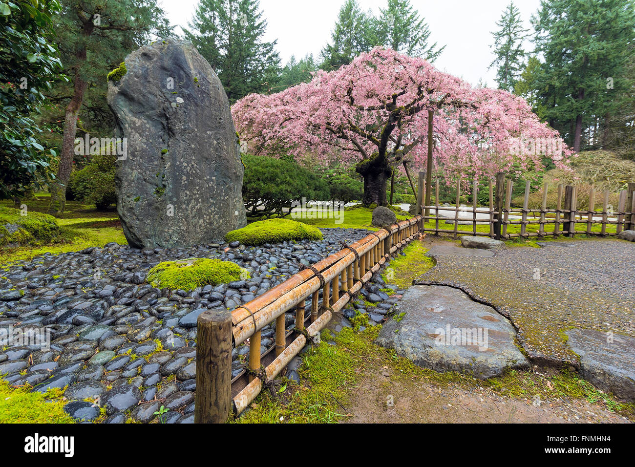 Fiore di Ciliegio albero in fiore dal paesaggio naturale di roccia del giardino giapponese nella stagione primaverile Foto Stock