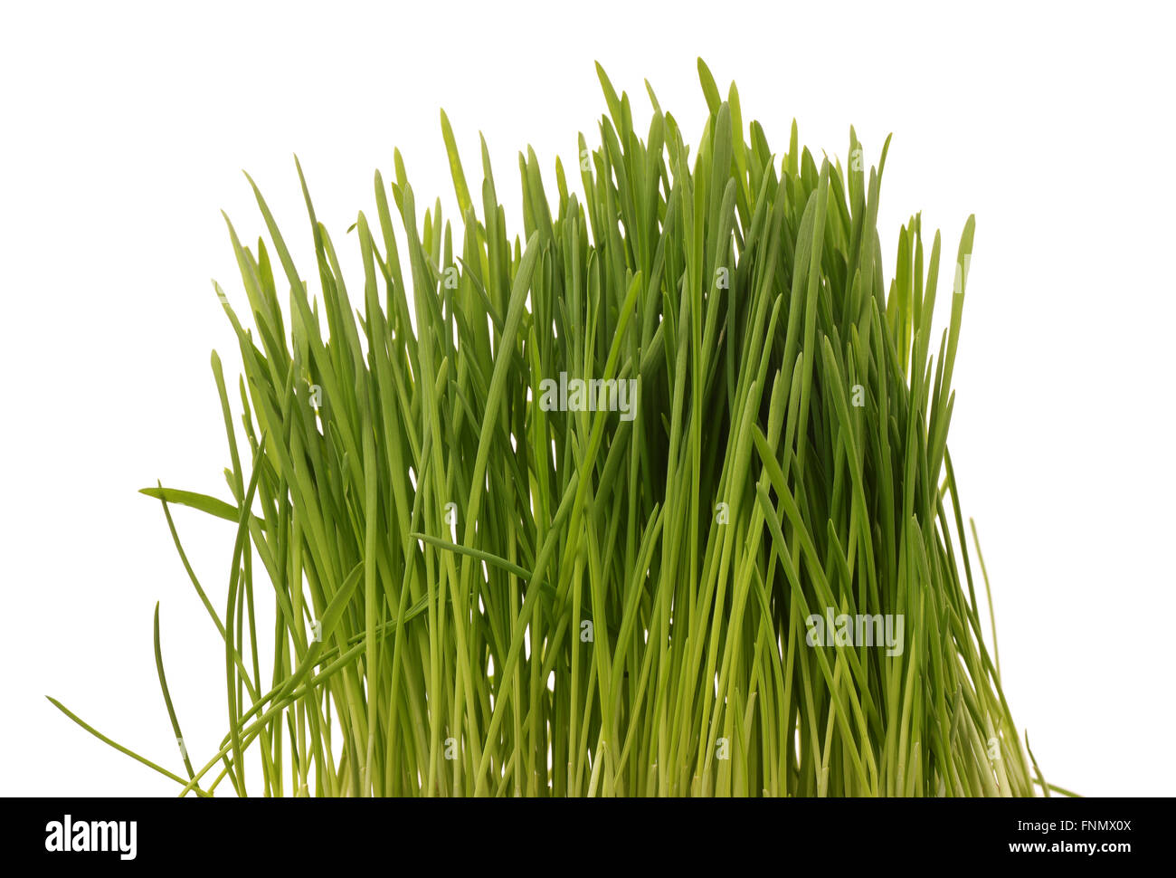 Fresco di erba verde isolato Foto Stock