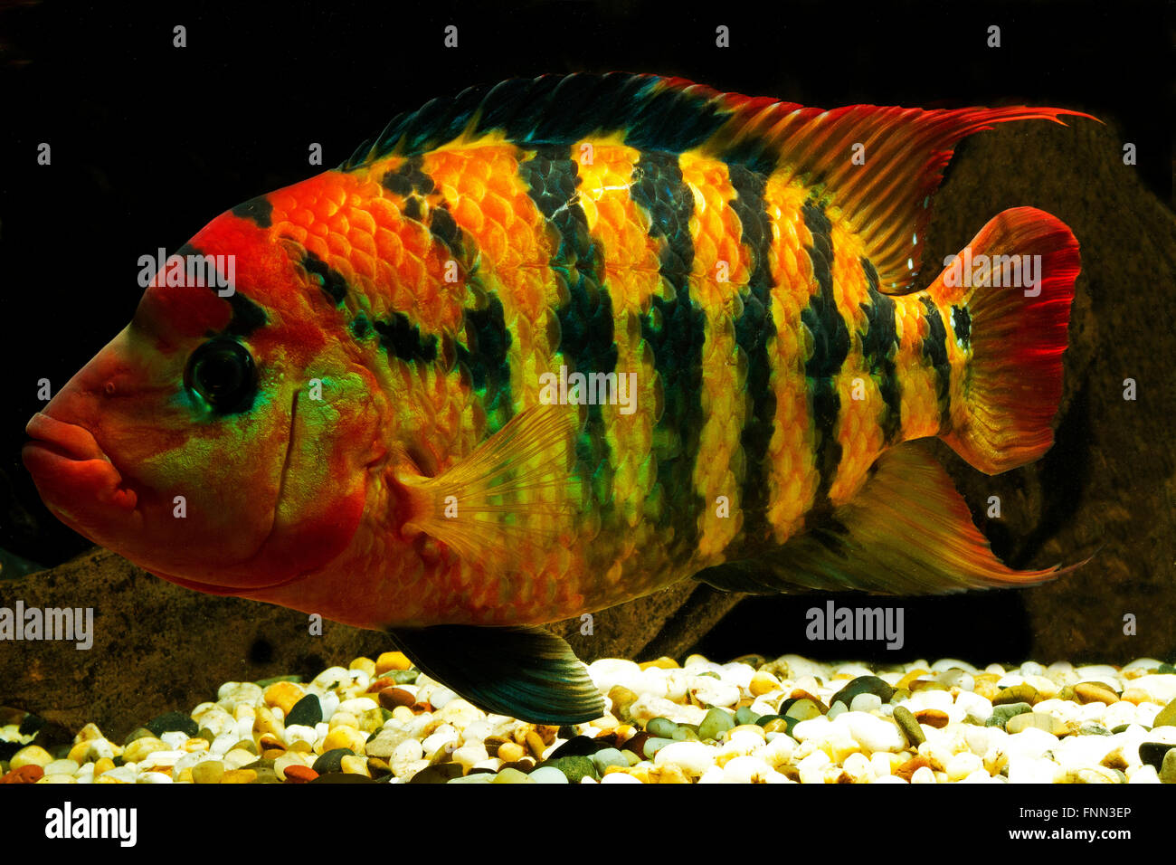 Il terrore rosso cichlid cichlasoma festae femmina Foto Stock