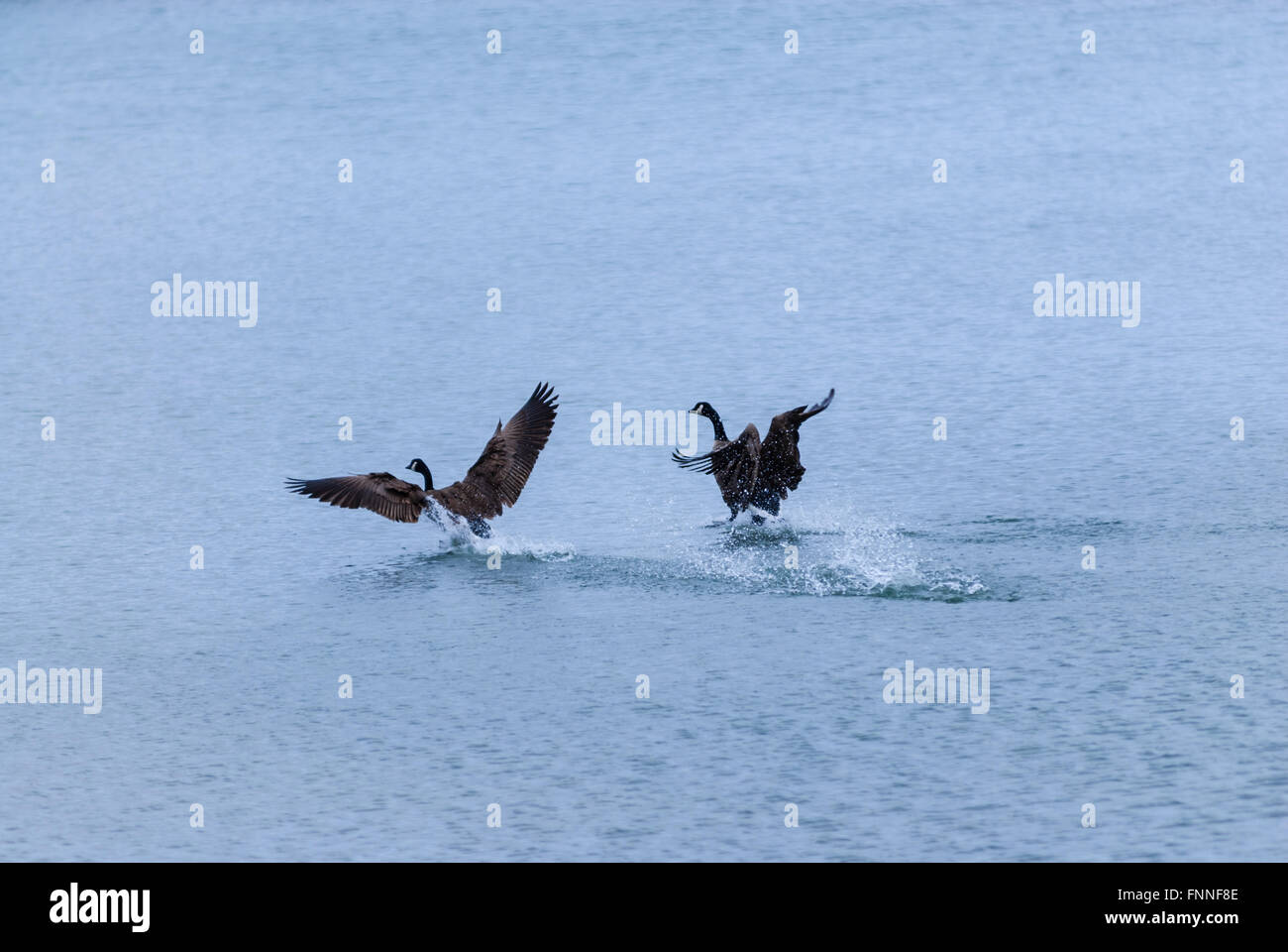 Due adulti Oche del Canada in volo gli schizzi sul lago mentre lo sbarco, i loro piedi toccando l'acqua. Foto Stock
