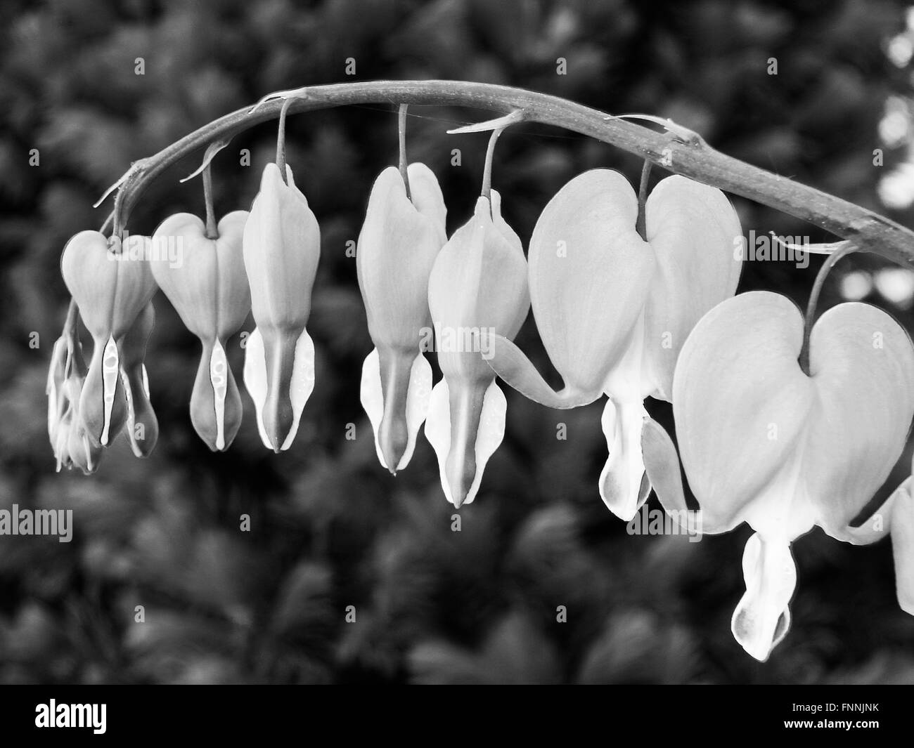 Bianco e nero immagine macro di un ramo azienda blooming spurgo cuore fiori dando un 3D sentire Foto Stock