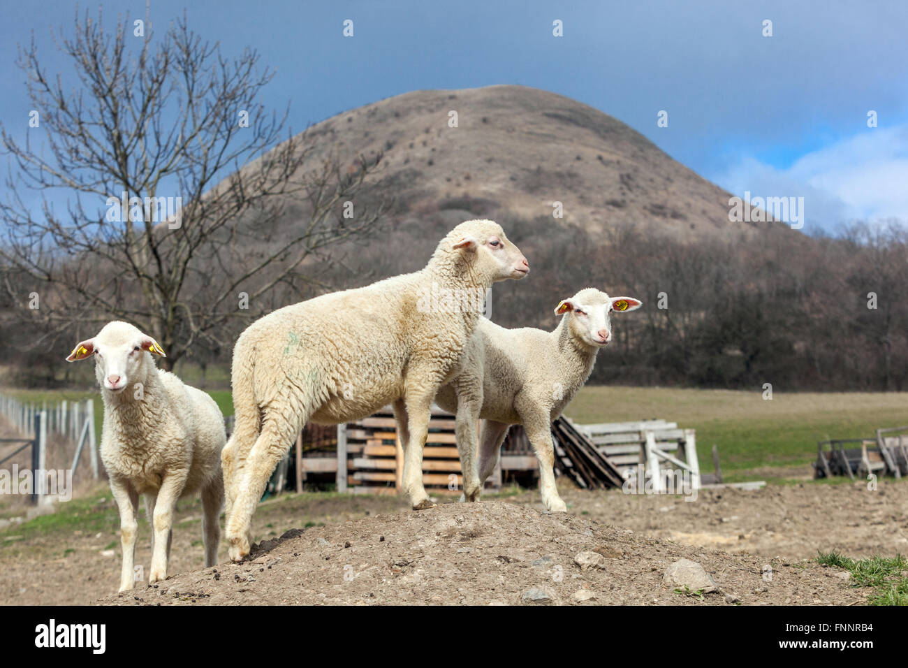Tre agnelli su una fattoria, sullo sfondo collina Oblík Ceske Stredohori montagna Repubblica Ceca fattoria Foto Stock