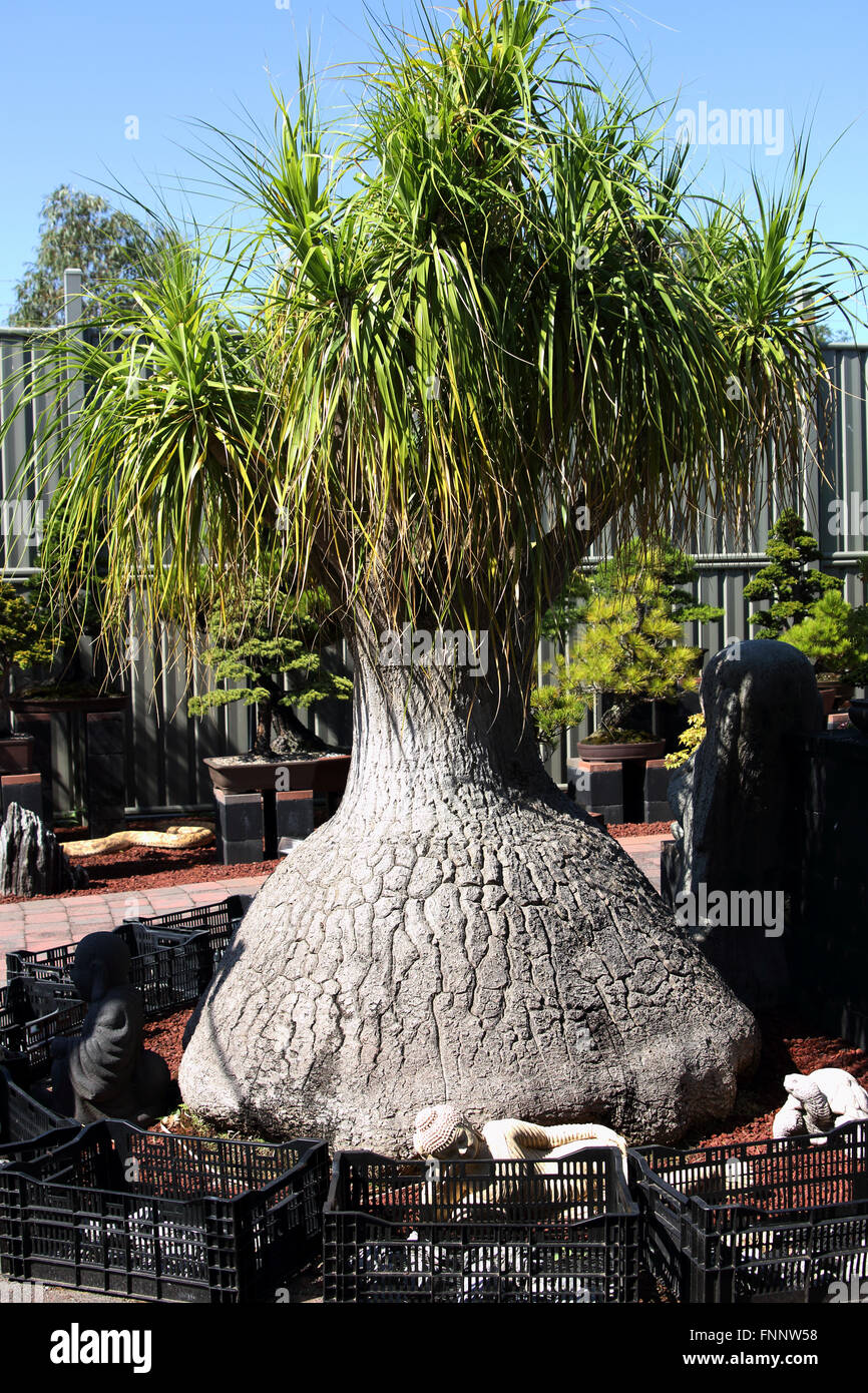 Beaucarnea Recurvata o noto come coda di cavallo Palm Foto Stock