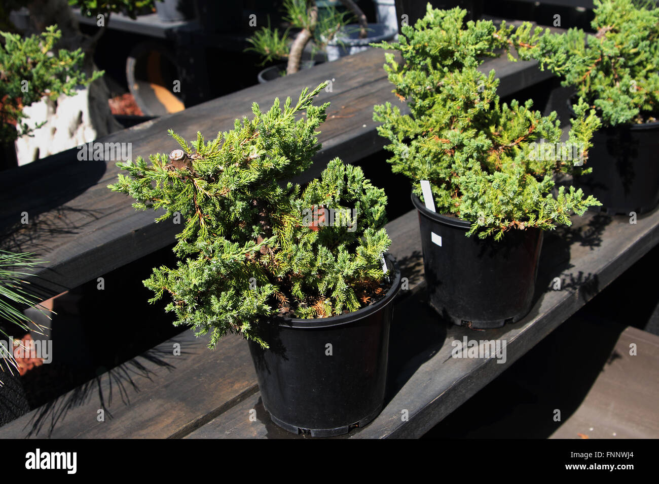 Juniperus procumbens o noto come Bonsai di ginepro motorino di avviamento Foto Stock