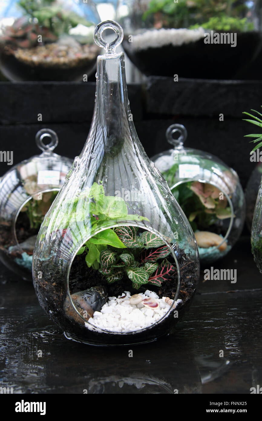 Terrarium con piante miste (vaso forma bottiglia)