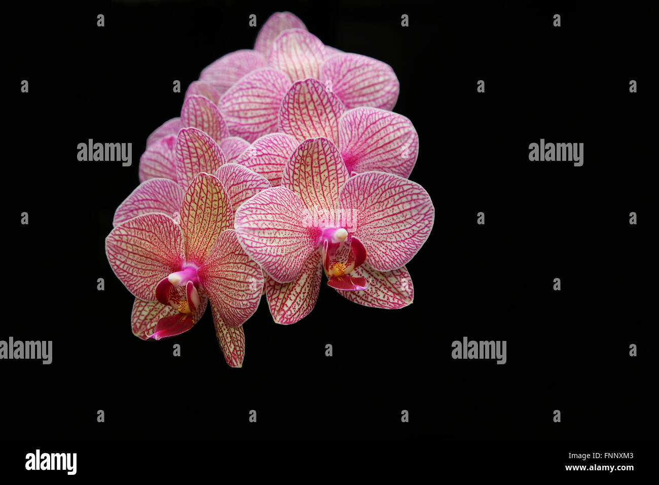 Phalaenopsis orchidee o noto come falena orchidee su sfondo nero Foto Stock