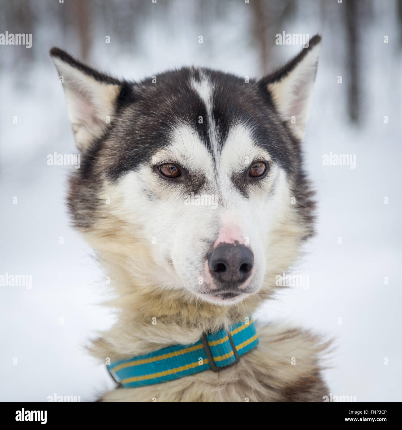 Husky in snow, ritratto, Rovaniemi, Lapponia, Finlandia Foto Stock