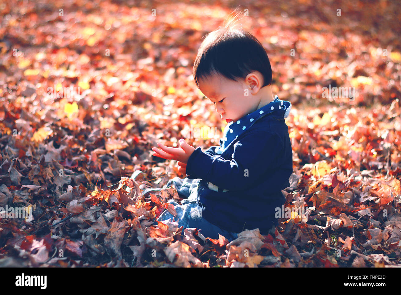 Il ragazzo sta giocando con le foglie d'oro nella golden sun. Foto Stock