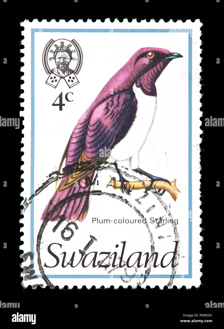 Francobollo da Swaziland raffigurante un viola-backed starling (Cinnyricinclus leucogaster), Foto Stock