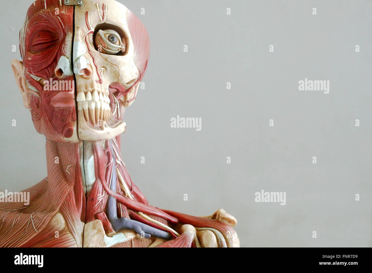 Modello anatomico che mostra l'apparato scheletrico e strutture muscolari del viso e del collo. Il dettaglio si estende con le arterie e le vene. Foto Stock